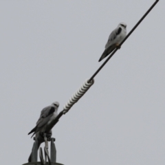 Elanus axillaris (Black-shouldered Kite) at Symonston, ACT - 27 Aug 2023 by RodDeb