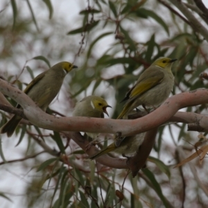 Ptilotula penicillata at Symonston, ACT - 27 Aug 2023