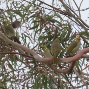 Ptilotula penicillata at Symonston, ACT - 27 Aug 2023