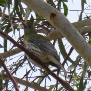 Oriolus sagittatus at Symonston, ACT - 27 Aug 2023