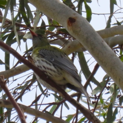 Oriolus sagittatus (Olive-backed Oriole) at Symonston, ACT - 27 Aug 2023 by RodDeb