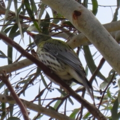 Oriolus sagittatus at Symonston, ACT - 27 Aug 2023