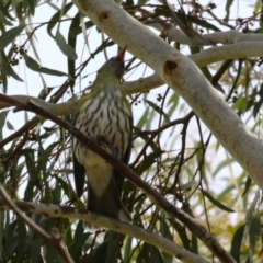 Oriolus sagittatus at Symonston, ACT - 27 Aug 2023