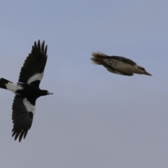 Dacelo novaeguineae at Symonston, ACT - 27 Aug 2023