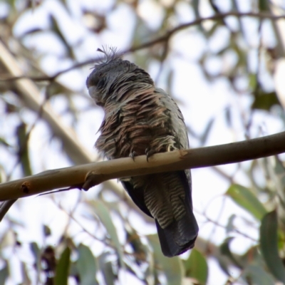 Callocephalon fimbriatum (Gang-gang Cockatoo) at Deakin, ACT - 27 Aug 2023 by LisaH