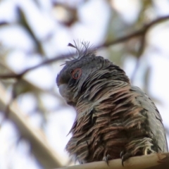 Callocephalon fimbriatum at Deakin, ACT - 27 Aug 2023