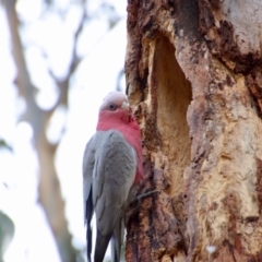 Callocephalon fimbriatum at Deakin, ACT - 27 Aug 2023