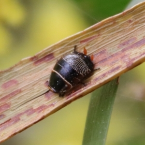 Ellipsidion australe at Hughes, ACT - 27 Aug 2023