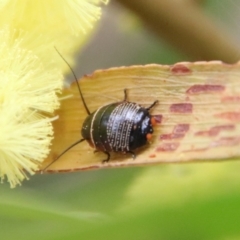 Ellipsidion australe at Hughes, ACT - 27 Aug 2023