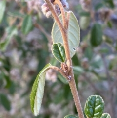 Pomaderris betulina subsp. betulina (Birch Pomaderris) at Paddys River, ACT - 26 Aug 2023 by RAllen