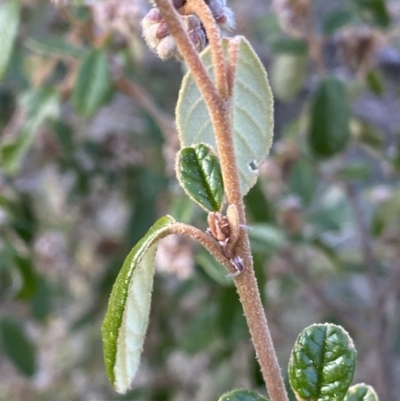 Pomaderris betulina subsp. betulina (Birch Pomaderris) at Paddys River, ACT - 26 Aug 2023 by RAllen