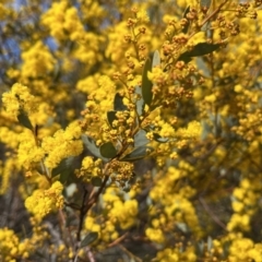 Acacia buxifolia subsp. buxifolia (Box-leaf Wattle) at Cotter River, ACT - 19 Aug 2023 by dgb900