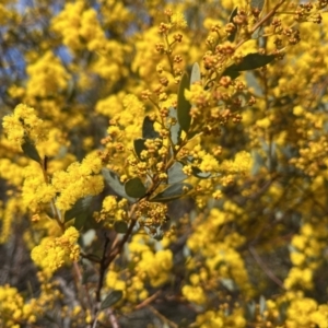 Acacia buxifolia subsp. buxifolia at Cotter River, ACT - 19 Aug 2023