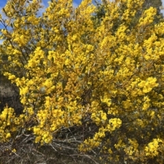 Acacia buxifolia subsp. buxifolia at Cotter River, ACT - 19 Aug 2023