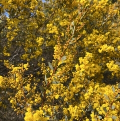 Acacia buxifolia subsp. buxifolia at Cotter River, ACT - 19 Aug 2023