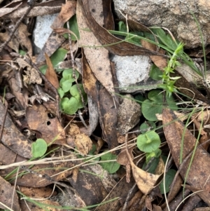 Corybas sp. at suppressed - 27 Aug 2023