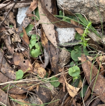 Corybas sp. (A Helmet Orchid) at Uriarra, NSW - 27 Aug 2023 by dgb900