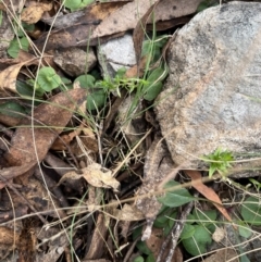 Corybas sp. at suppressed - 27 Aug 2023