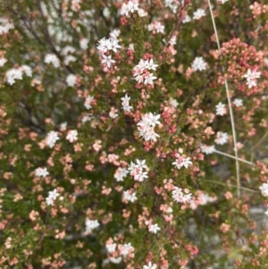 Leionema lamprophyllum subsp. obovatum at Uriarra, NSW - suppressed