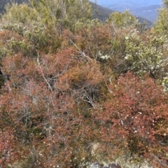 Leionema lamprophyllum subsp. obovatum at Uriarra, NSW - suppressed