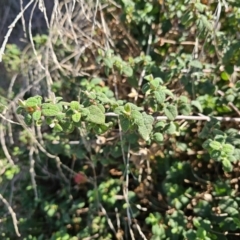 Cistus salviifolius at Bonner, ACT - 26 Aug 2023 11:40 AM