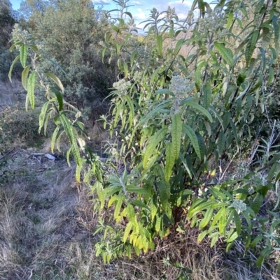 Olearia lirata (Snowy Daisybush) at Paddys River, ACT - 26 Aug 2023 by RAllen