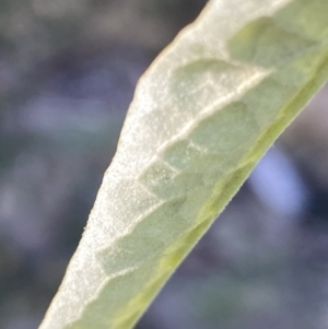 Olearia lirata at Paddys River, ACT - 26 Aug 2023