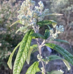 Olearia lirata at Paddys River, ACT - 26 Aug 2023