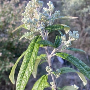 Olearia lirata at Paddys River, ACT - 26 Aug 2023