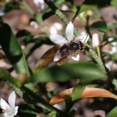 Trichocolletes sp. (genus) (Spring Bee) at Blue Mountains National Park - 21 Aug 2023 by SapphFire