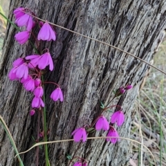 Tetratheca bauerifolia (Heath Pink-bells) at Gundaroo, NSW - 24 Aug 2023 by Gunyijan