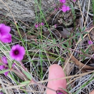 Tetratheca bauerifolia at Gundaroo, NSW - 24 Aug 2023