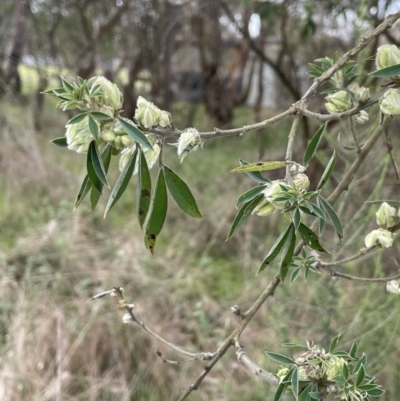 Chamaecytisus palmensis (Tagasaste, Tree Lucerne) at Dalton, NSW - 27 Aug 2023 by JaneR