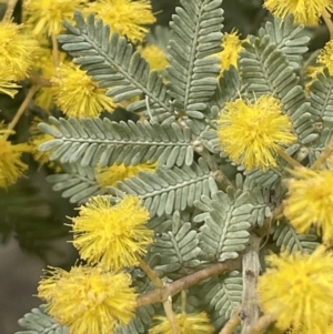 Acacia baileyana at Dalton, NSW - 27 Aug 2023 03:03 PM