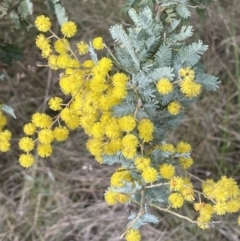 Acacia baileyana at Dalton, NSW - 27 Aug 2023