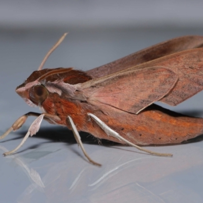 Hippotion rosetta (A Hawk moth) at Wellington Point, QLD - 26 Aug 2023 by TimL