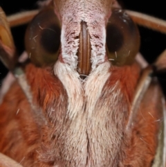 Hippotion rosetta (A Hawk moth) at Wellington Point, QLD - 26 Aug 2023 by TimL