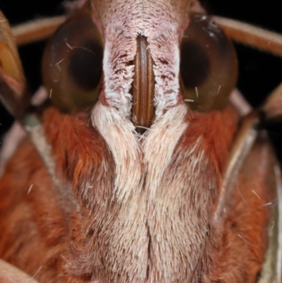 Hippotion rosetta (A Hawk moth) at Wellington Point, QLD - 26 Aug 2023 by TimL