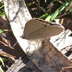 Erina hyacinthina at Borough, NSW - 27 Aug 2023