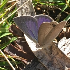 Erina hyacinthina at Borough, NSW - 27 Aug 2023