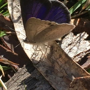 Erina hyacinthina at Borough, NSW - 27 Aug 2023