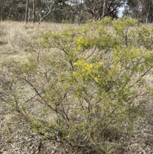 Acacia cardiophylla at Dalton, NSW - 27 Aug 2023