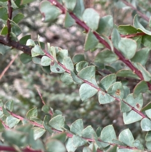 Acacia pravissima at Dalton, NSW - 27 Aug 2023