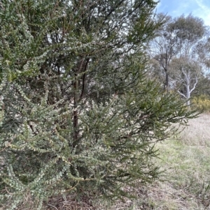 Acacia pravissima at Dalton, NSW - 27 Aug 2023