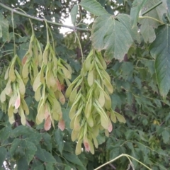 Acer negundo (Box Elder) at Tuggeranong, ACT - 25 Feb 2023 by michaelb