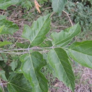 Acer negundo at Tuggeranong, ACT - 25 Feb 2023