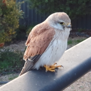 Falco cenchroides at Dunlop, ACT - 27 Aug 2023