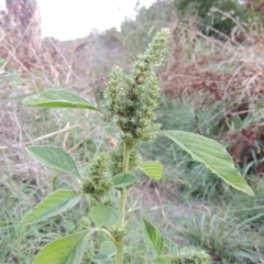 Amaranthus powellii (Powell's Amaranth) at Bullen Range - 25 Feb 2023 by michaelb