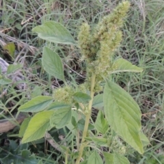 Amaranthus powellii at Tuggeranong, ACT - 25 Feb 2023