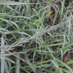 Lolium perenne (Perennial Ryegrass) at Tuggeranong, ACT - 25 Feb 2023 by michaelb